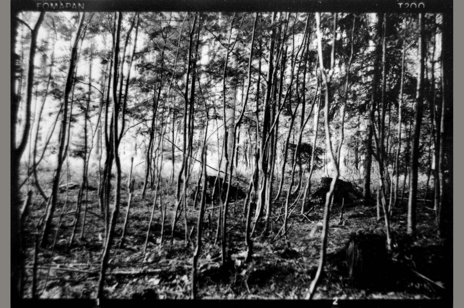 Vladimr Janek - Krajina / Landscape